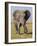 East Kenya, Amboseli National Park, Elephant (Loxodanta Africana)-Alison Jones-Framed Photographic Print