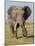 East Kenya, Amboseli National Park, Elephant (Loxodanta Africana)-Alison Jones-Mounted Photographic Print
