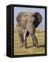 East Kenya, Amboseli National Park, Elephant (Loxodanta Africana)-Alison Jones-Framed Stretched Canvas