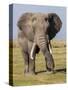 East Kenya, Amboseli National Park, Elephant (Loxodanta Africana)-Alison Jones-Stretched Canvas