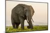 East Kenya, Amboseli National Park, Elephant (Loxodanta Africana)-Alison Jones-Mounted Photographic Print