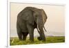 East Kenya, Amboseli National Park, Elephant (Loxodanta Africana)-Alison Jones-Framed Photographic Print