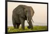 East Kenya, Amboseli National Park, Elephant (Loxodanta Africana)-Alison Jones-Framed Photographic Print