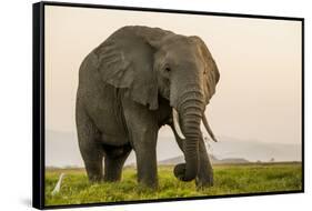 East Kenya, Amboseli National Park, Elephant (Loxodanta Africana)-Alison Jones-Framed Stretched Canvas