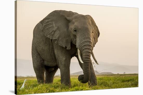 East Kenya, Amboseli National Park, Elephant (Loxodanta Africana)-Alison Jones-Stretched Canvas