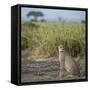 East Kenya, Amboseli National Park, Female Cheetah-Alison Jones-Framed Stretched Canvas