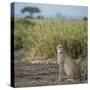 East Kenya, Amboseli National Park, Female Cheetah-Alison Jones-Stretched Canvas