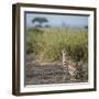 East Kenya, Amboseli National Park, Female Cheetah-Alison Jones-Framed Photographic Print