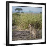 East Kenya, Amboseli National Park, Female Cheetah-Alison Jones-Framed Photographic Print