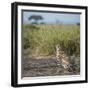 East Kenya, Amboseli National Park, Female Cheetah-Alison Jones-Framed Photographic Print