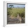 East Kenya, Amboseli National Park, Female Cheetah-Alison Jones-Framed Photographic Print