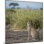 East Kenya, Amboseli National Park, Female Cheetah-Alison Jones-Mounted Photographic Print