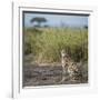 East Kenya, Amboseli National Park, Female Cheetah-Alison Jones-Framed Photographic Print