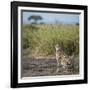 East Kenya, Amboseli National Park, Female Cheetah-Alison Jones-Framed Photographic Print