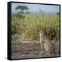 East Kenya, Amboseli National Park, Female Cheetah-Alison Jones-Framed Stretched Canvas