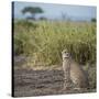 East Kenya, Amboseli National Park, Female Cheetah-Alison Jones-Stretched Canvas