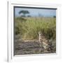East Kenya, Amboseli National Park, Female Cheetah-Alison Jones-Framed Photographic Print