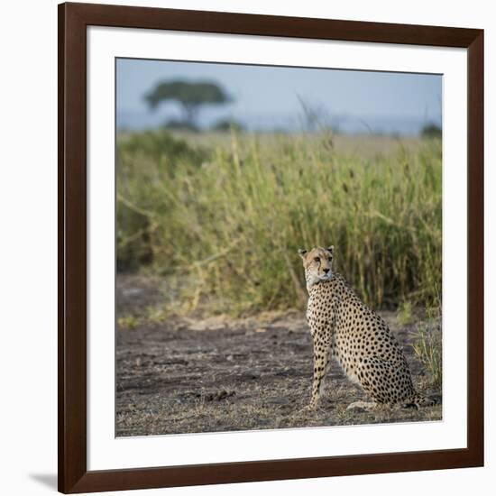 East Kenya, Amboseli National Park, Female Cheetah-Alison Jones-Framed Photographic Print