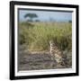 East Kenya, Amboseli National Park, Female Cheetah-Alison Jones-Framed Photographic Print