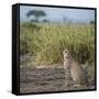 East Kenya, Amboseli National Park, Female Cheetah-Alison Jones-Framed Stretched Canvas