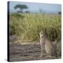 East Kenya, Amboseli National Park, Female Cheetah-Alison Jones-Stretched Canvas