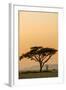 East Kenya, Amboseli NP, Sunset, Acacia Tree with Weaver Nests-Alison Jones-Framed Photographic Print