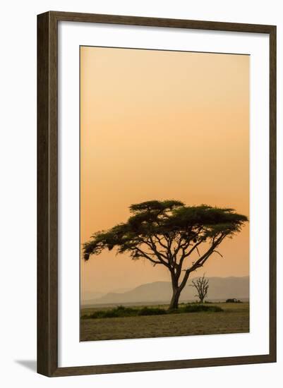 East Kenya, Amboseli NP, Sunset, Acacia Tree with Weaver Nests-Alison Jones-Framed Photographic Print