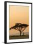 East Kenya, Amboseli NP, Sunset, Acacia Tree with Weaver Nests-Alison Jones-Framed Photographic Print