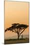 East Kenya, Amboseli NP, Sunset, Acacia Tree with Weaver Nests-Alison Jones-Mounted Photographic Print