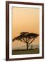 East Kenya, Amboseli NP, Sunset, Acacia Tree with Weaver Nests-Alison Jones-Framed Photographic Print