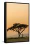 East Kenya, Amboseli NP, Sunset, Acacia Tree with Weaver Nests-Alison Jones-Framed Stretched Canvas