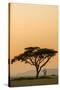 East Kenya, Amboseli NP, Sunset, Acacia Tree with Weaver Nests-Alison Jones-Stretched Canvas