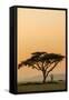 East Kenya, Amboseli NP, Sunset, Acacia Tree with Weaver Nests-Alison Jones-Framed Stretched Canvas