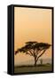 East Kenya, Amboseli NP, Sunset, Acacia Tree with Weaver Nests-Alison Jones-Framed Stretched Canvas