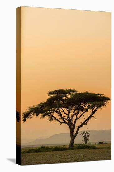 East Kenya, Amboseli NP, Sunset, Acacia Tree with Weaver Nests-Alison Jones-Stretched Canvas