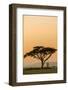 East Kenya, Amboseli NP, Sunset, Acacia Tree with Weaver Nests-Alison Jones-Framed Photographic Print