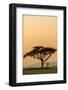 East Kenya, Amboseli NP, Sunset, Acacia Tree with Weaver Nests-Alison Jones-Framed Photographic Print