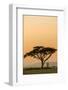 East Kenya, Amboseli NP, Sunset, Acacia Tree with Weaver Nests-Alison Jones-Framed Photographic Print