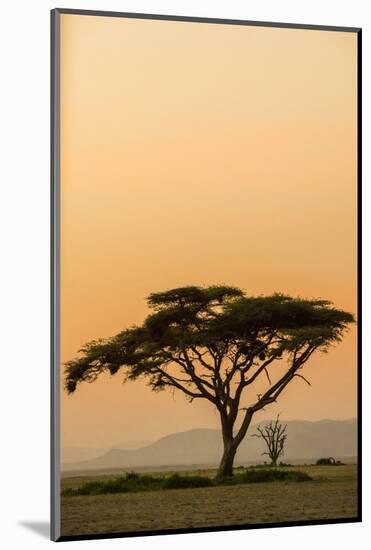 East Kenya, Amboseli NP, Sunset, Acacia Tree with Weaver Nests-Alison Jones-Mounted Photographic Print