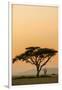 East Kenya, Amboseli NP, Sunset, Acacia Tree with Weaver Nests-Alison Jones-Framed Photographic Print