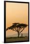 East Kenya, Amboseli NP, Sunset, Acacia Tree with Weaver Nests-Alison Jones-Framed Photographic Print