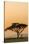 East Kenya, Amboseli NP, Sunset, Acacia Tree with Weaver Nests-Alison Jones-Stretched Canvas