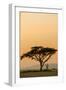 East Kenya, Amboseli NP, Sunset, Acacia Tree with Weaver Nests-Alison Jones-Framed Photographic Print