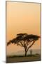 East Kenya, Amboseli NP, Sunset, Acacia Tree with Weaver Nests-Alison Jones-Mounted Photographic Print