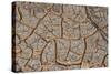 East Kenya, Nairobi, Langata, Hog Ranch, Cracked, Dry Earth-Alison Jones-Stretched Canvas