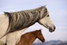 Two Arabian Mares Grazing in Tall Grass, Side View-Eastcott Momatiuk-Photographic Print