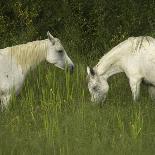 Two Arabian Mares Grazing in Tall Grass, Side View-Eastcott Momatiuk-Photographic Print