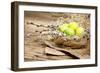 Easter Basket with Easter Eggs on Wooden Background.-ZoomTeam-Framed Photographic Print