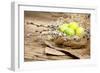 Easter Basket with Easter Eggs on Wooden Background.-ZoomTeam-Framed Photographic Print