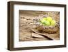 Easter Basket with Easter Eggs on Wooden Background.-ZoomTeam-Framed Photographic Print
